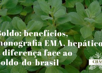 boldo benefícios — folhas rugosas aromáticas de Peumus boldus arbusto hepático chileno com monografia EMA