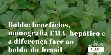 boldo benefícios — folhas rugosas aromáticas de Peumus boldus arbusto hepático chileno com monografia EMA