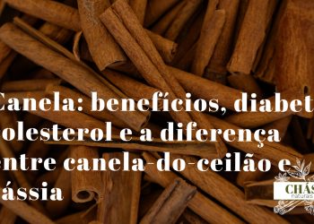 canela benefícios — paus de canela-do-ceilão Cinnamomum verum enrolados em múltiplas camadas finas