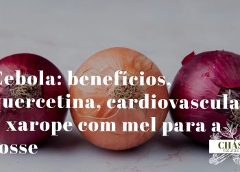 cebola benefícios — cebolas roxas e brancas Allium cepa cortadas com camadas visíveis ricas em quercetina