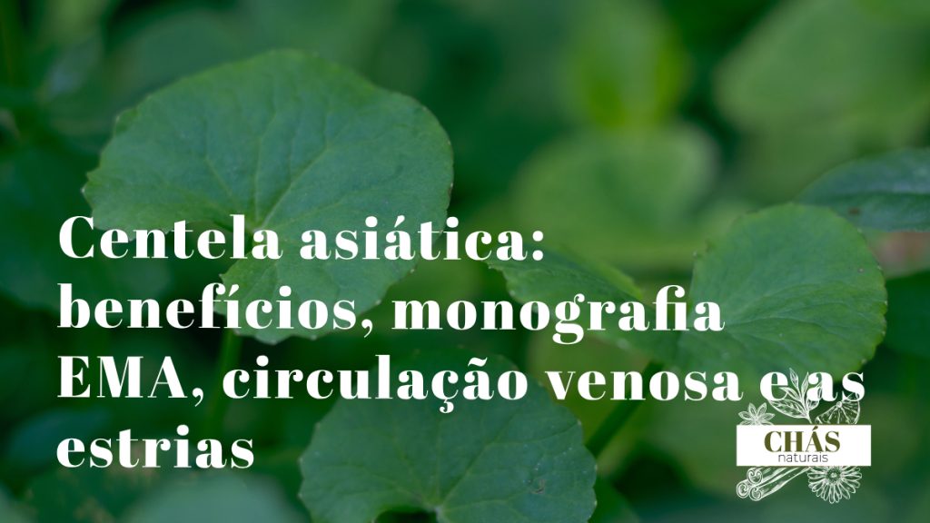 centela asiática benefícios — folhas redondas rasteiras de Centella asiatica planta venosa e cicatrizante com monografia EMA