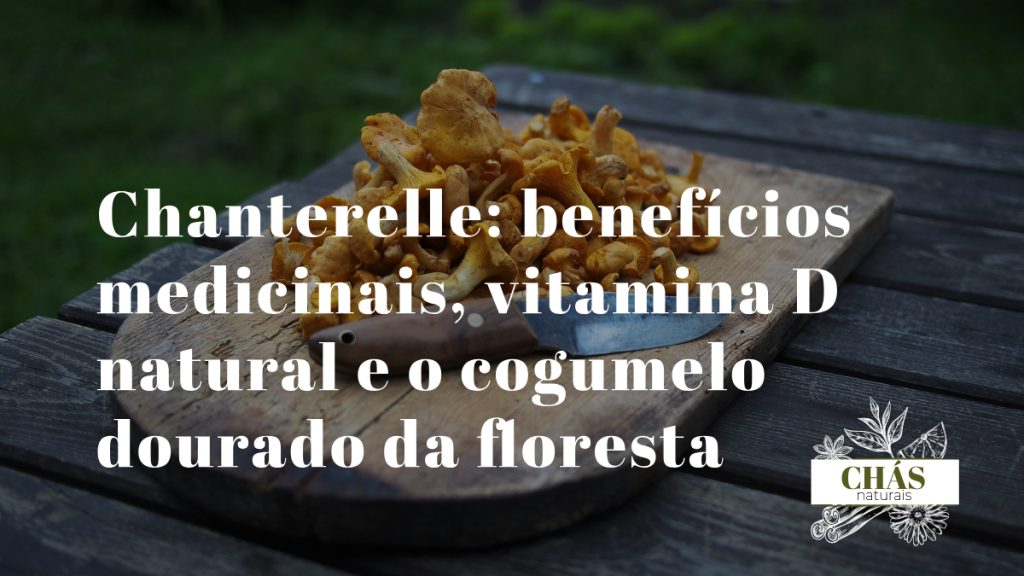 benefícios do chanterelle — chanterelles silvestres dourados com falsas lamelas forquilhadas colhidos em floresta de carvalho