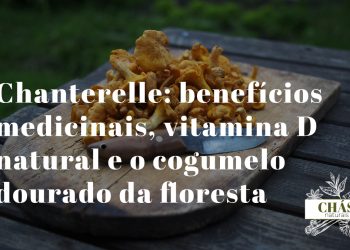 benefícios do chanterelle — chanterelles silvestres dourados com falsas lamelas forquilhadas colhidos em floresta de carvalho