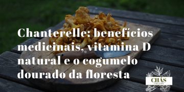 benefícios do chanterelle — chanterelles silvestres dourados com falsas lamelas forquilhadas colhidos em floresta de carvalho