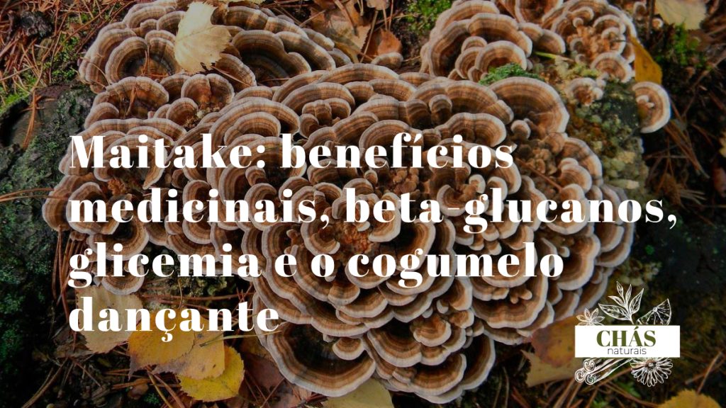 benefícios do maitake — cogumelo maitake fresco em forma de leque com lamelas sobrepostas cinzento-acastanhadas