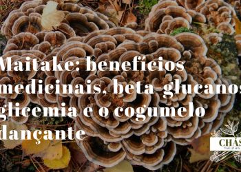 benefícios do maitake — cogumelo maitake fresco em forma de leque com lamelas sobrepostas cinzento-acastanhadas