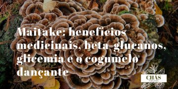 benefícios do maitake — cogumelo maitake fresco em forma de leque com lamelas sobrepostas cinzento-acastanhadas