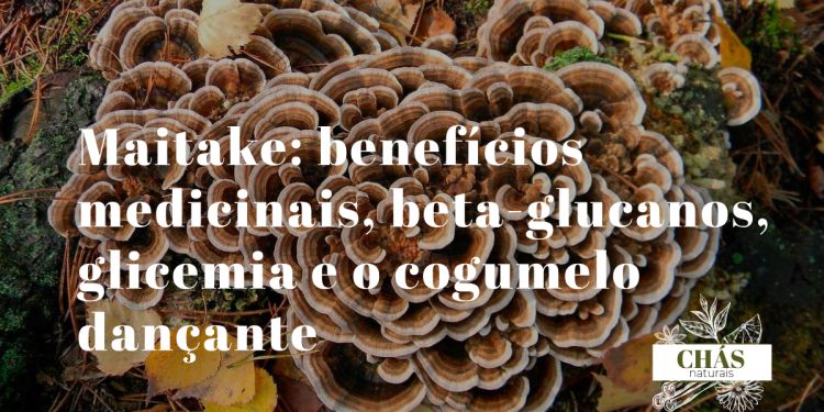 benefícios do maitake — cogumelo maitake fresco em forma de leque com lamelas sobrepostas cinzento-acastanhadas
