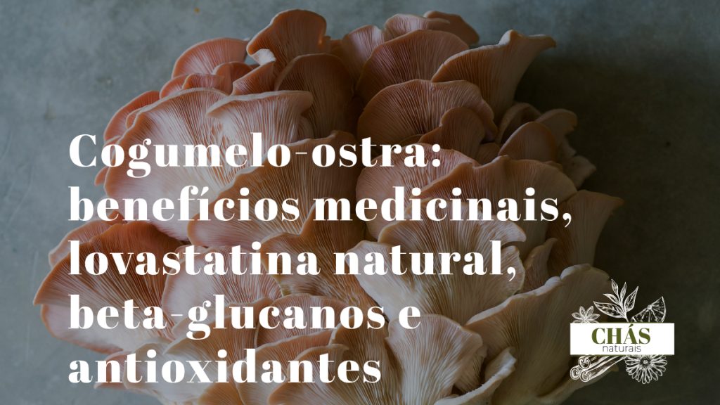 benefícios do cogumelo-ostra — cogumelos-ostra brancos frescos em cacho com lamelas delicadas sobre fundo escuro