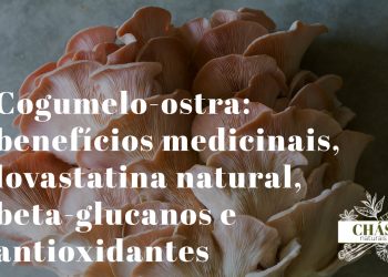 benefícios do cogumelo-ostra — cogumelos-ostra brancos frescos em cacho com lamelas delicadas sobre fundo escuro