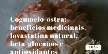 benefícios do cogumelo-ostra — cogumelos-ostra brancos frescos em cacho com lamelas delicadas sobre fundo escuro