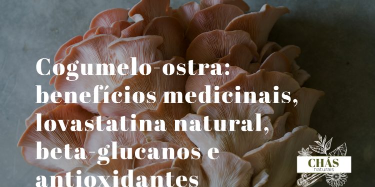 benefícios do cogumelo-ostra — cogumelos-ostra brancos frescos em cacho com lamelas delicadas sobre fundo escuro