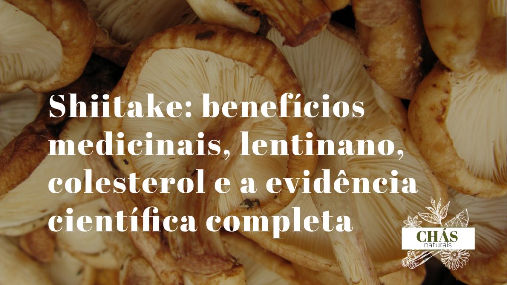 benefícios do shiitake — cogumelos shiitake frescos com chapéu aberto mostrando as lamelas sobre superfície de madeira