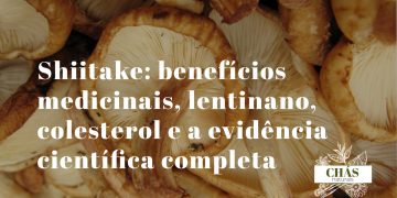 benefícios do shiitake — cogumelos shiitake frescos com chapéu aberto mostrando as lamelas sobre superfície de madeira