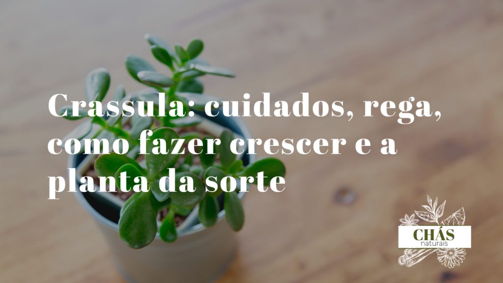 crassula cuidados — planta-jade com caules lenhosos em forma de árvore e folhas verdes ovais brilhantes
