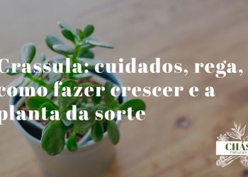 crassula cuidados — planta-jade com caules lenhosos em forma de árvore e folhas verdes ovais brilhantes