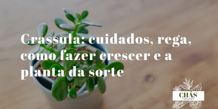 crassula cuidados — planta-jade com caules lenhosos em forma de árvore e folhas verdes ovais brilhantes