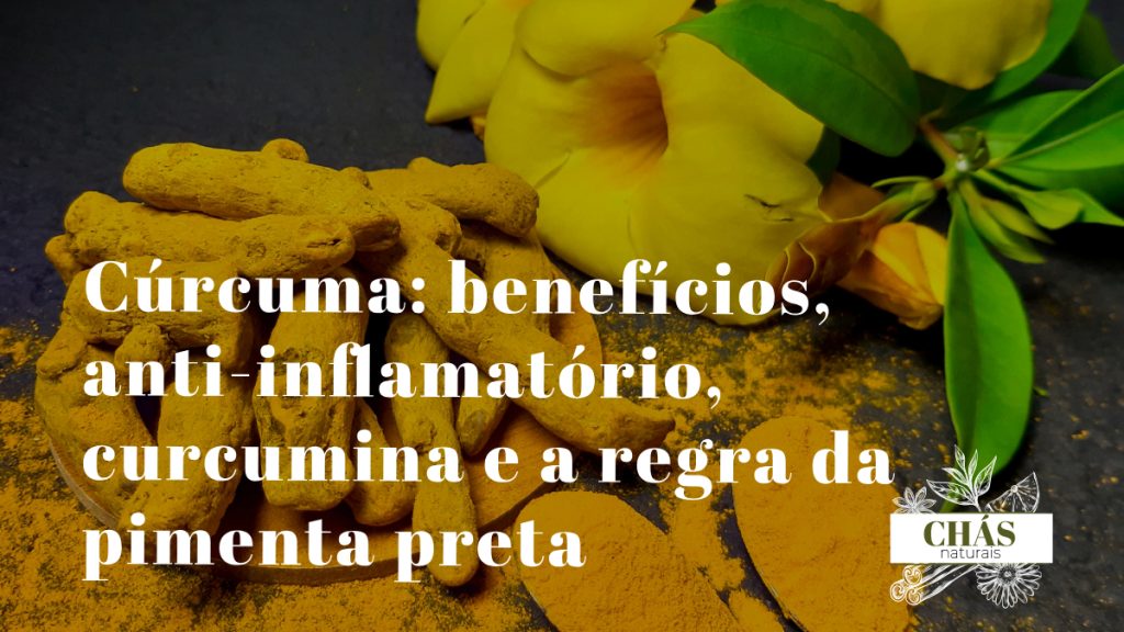 cúrcuma benefícios — rizoma fresco e pó de Curcuma longa especiaria amarela com curcumina