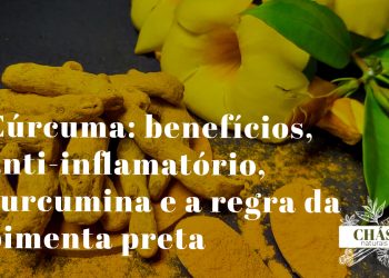 cúrcuma benefícios — rizoma fresco e pó de Curcuma longa especiaria amarela com curcumina