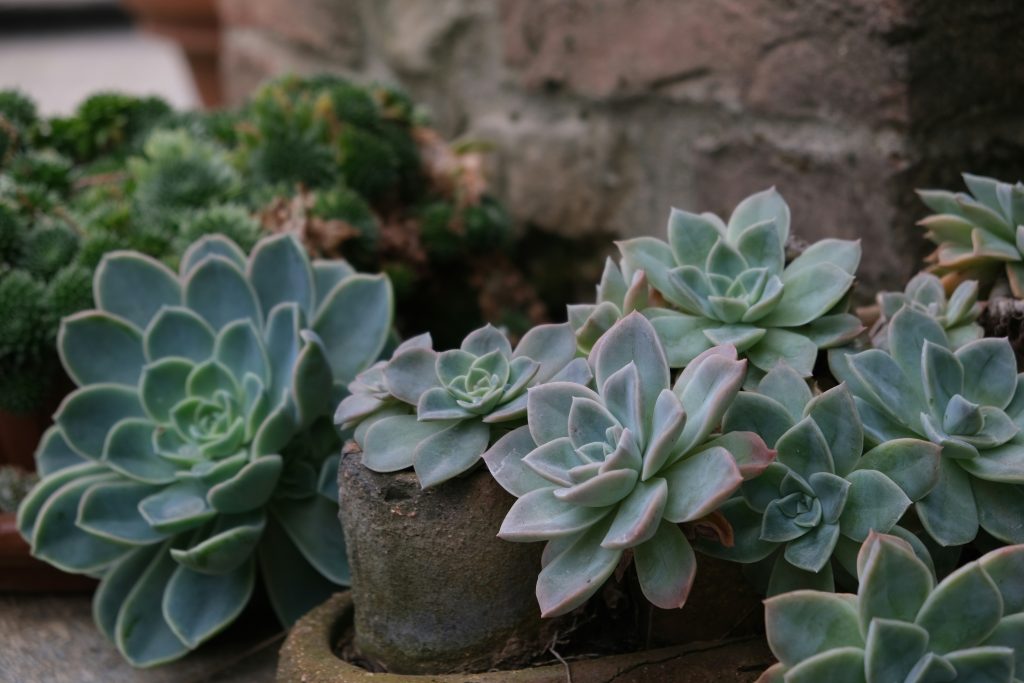 echeveria cuidados — roseta compacta de echeveria elegans com folhas azul-prateadas e bordas rosadas em vaso de terracota