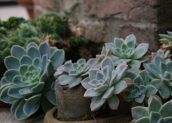 echeveria cuidados — roseta compacta de echeveria elegans com folhas azul-prateadas e bordas rosadas em vaso de terracota