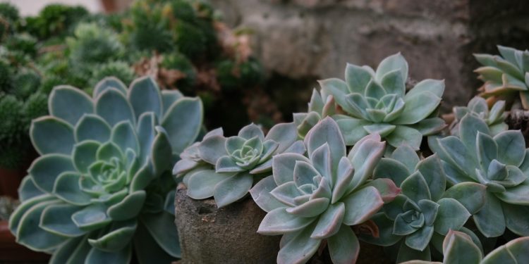 echeveria cuidados — roseta compacta de echeveria elegans com folhas azul-prateadas e bordas rosadas em vaso de terracota