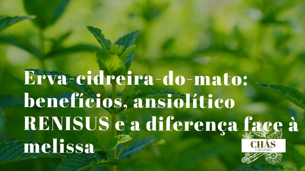 erva-cidreira-do-mato benefícios — ramos aromáticos de Lippia alba erva medicinal brasileira com flores brancas