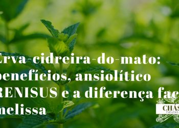 erva-cidreira-do-mato benefícios — ramos aromáticos de Lippia alba erva medicinal brasileira com flores brancas