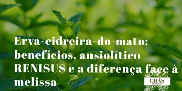 erva-cidreira-do-mato benefícios — ramos aromáticos de Lippia alba erva medicinal brasileira com flores brancas