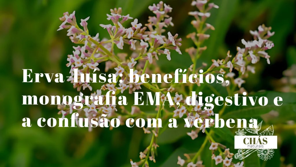 erva-luísa benefícios — folhas e flores de Aloysia citrodora erva ansiolítica com aroma intenso de limão