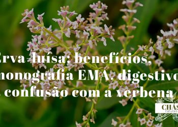 erva-luísa benefícios — folhas e flores de Aloysia citrodora erva ansiolítica com aroma intenso de limão