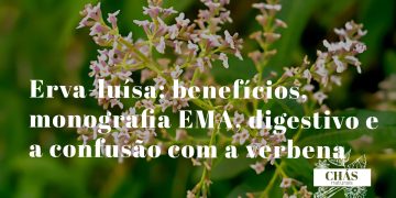 erva-luísa benefícios — folhas e flores de Aloysia citrodora erva ansiolítica com aroma intenso de limão