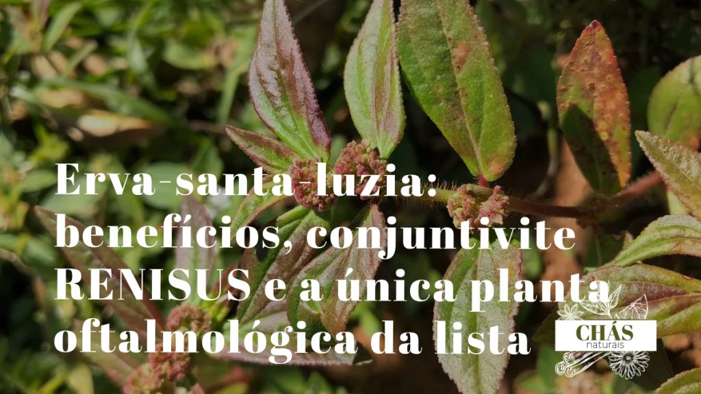 erva-santa-luzia benefícios — flores azuis tripétalas de Commelina benghalensis em calçada húmida
