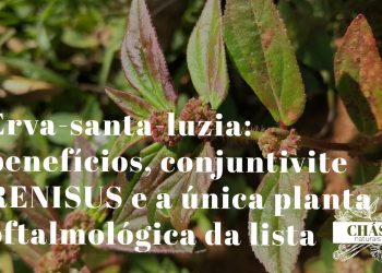 erva-santa-luzia benefícios — flores azuis tripétalas de Commelina benghalensis em calçada húmida
