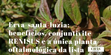 erva-santa-luzia benefícios — flores azuis tripétalas de Commelina benghalensis em calçada húmida