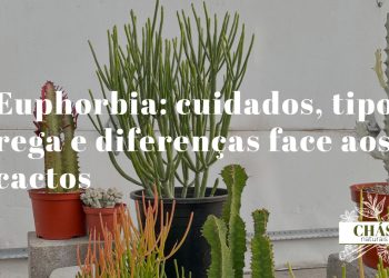 euphorbia cuidados — euphorbia trigona rubra com caules roxo-avermelhados em três costelas num vaso de interior
