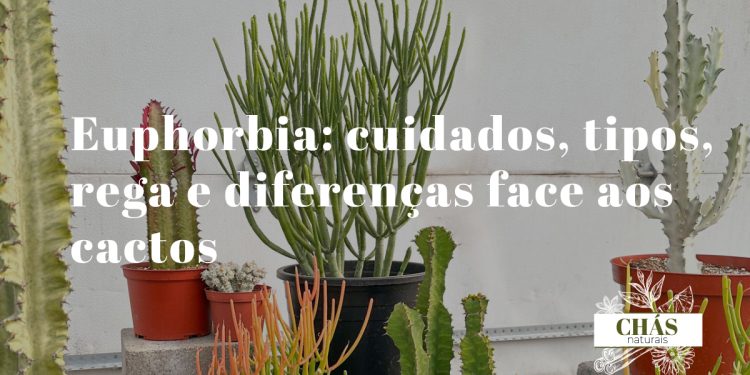 euphorbia cuidados — euphorbia trigona rubra com caules roxo-avermelhados em três costelas num vaso de interior