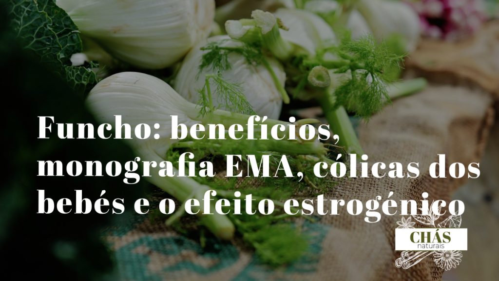 funcho benefícios — sementes e bolbo de Foeniculum vulgare planta aromática mediterrânica com flores amarelas