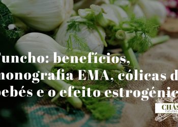 funcho benefícios — sementes e bolbo de Foeniculum vulgare planta aromática mediterrânica com flores amarelas