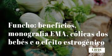 funcho benefícios — sementes e bolbo de Foeniculum vulgare planta aromática mediterrânica com flores amarelas