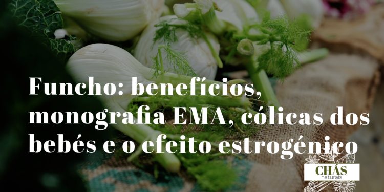 funcho benefícios — sementes e bolbo de Foeniculum vulgare planta aromática mediterrânica com flores amarelas