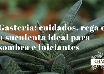 gasteria cuidados — roseta de gasteria carinata com folhas verdes texturadas e tubérculos brancos em vaso de interior