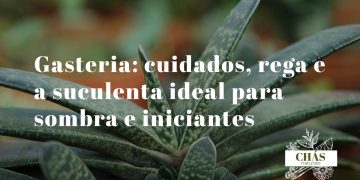 gasteria cuidados — roseta de gasteria carinata com folhas verdes texturadas e tubérculos brancos em vaso de interior