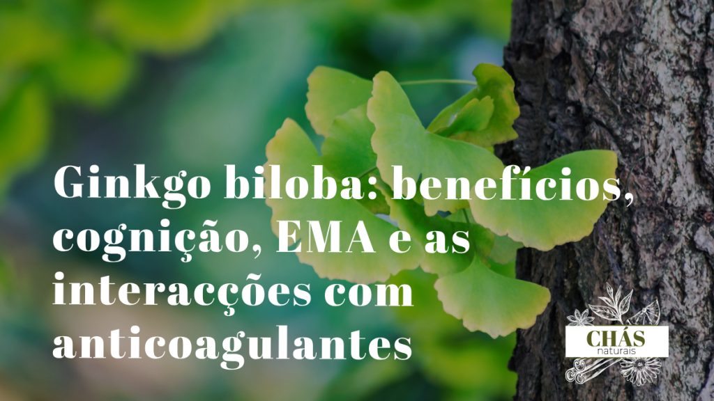 ginkgo biloba benefícios — folhas em leque de Ginkgo biloba árvore fóssil vivo 270 milhões de anos