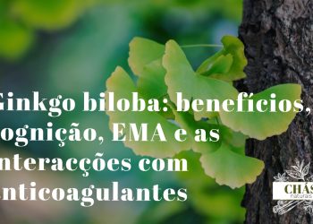 ginkgo biloba benefícios — folhas em leque de Ginkgo biloba árvore fóssil vivo 270 milhões de anos