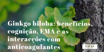 ginkgo biloba benefícios — folhas em leque de Ginkgo biloba árvore fóssil vivo 270 milhões de anos