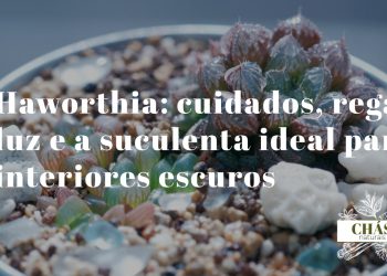 haworthia cuidados — haworthiopsis attenuata zebra com listras brancas transversais em vaso pequeno de interior