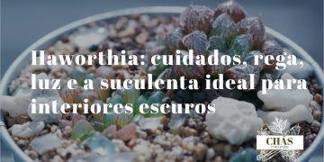 haworthia cuidados — haworthiopsis attenuata zebra com listras brancas transversais em vaso pequeno de interior