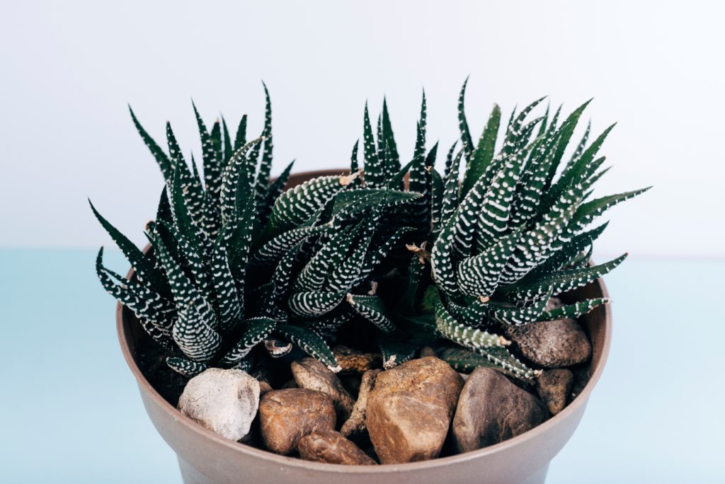 haworthia-zebra