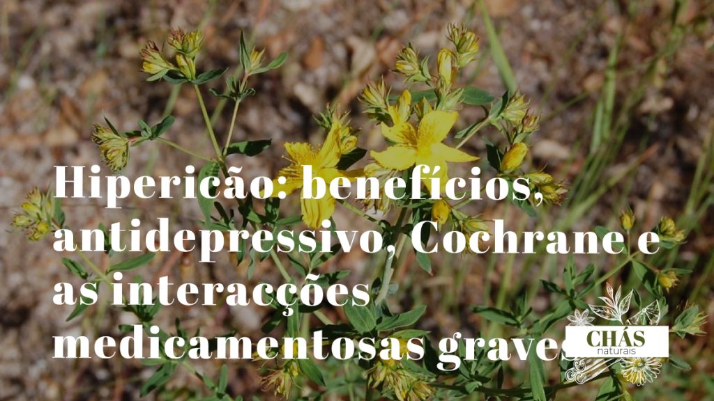 hipericão benefícios — flores amarelas de Hypericum perforatum planta antidepressiva com monografia EMA